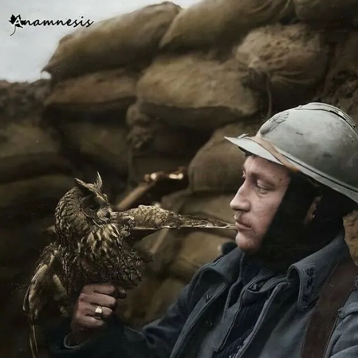French Soldier With A Wild Eagle Owl In The Trenches, 1916
