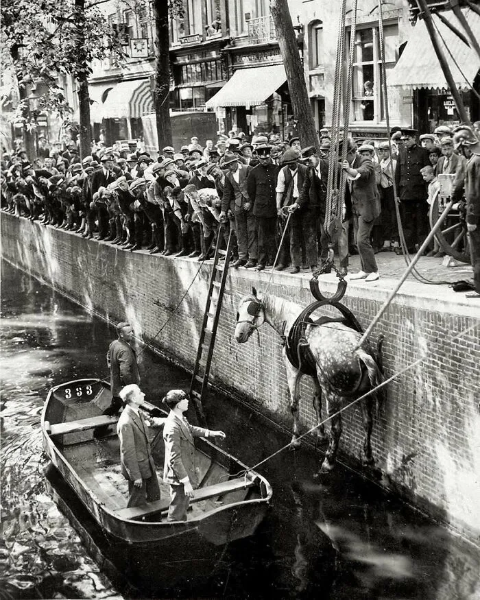 Rescatando a un caballo que cayó al canal, Amsterdam, 1929