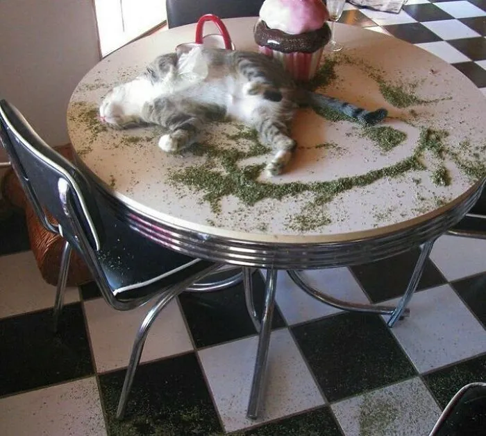 50 Times Animals Acted So Weird They Ended Up On The “Not My Animal” Page (New Pics)