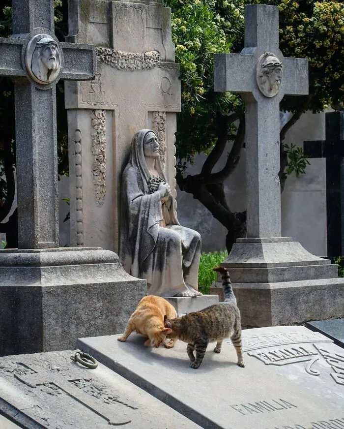 Head Bump. Best Friends. St Andreu Cemetery, Barcelona