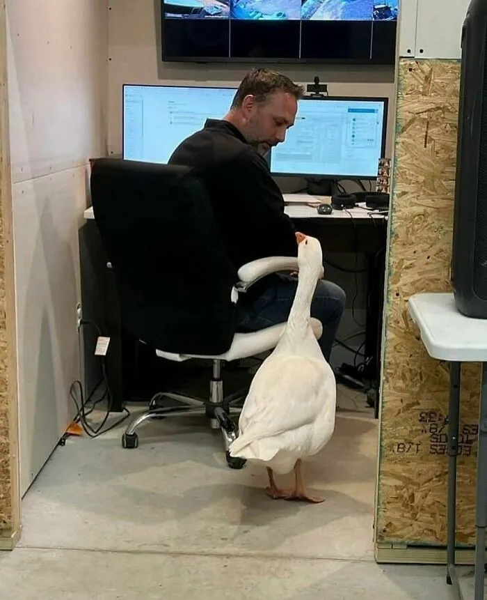 50 Times Animals Acted So Weird They Ended Up On The “Not My Animal” Page (New Pics)