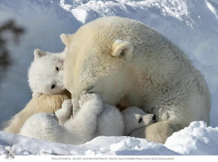 40 Unforgettable Wildlife Photos That Stood Out At The One Eyeland Photography Awards