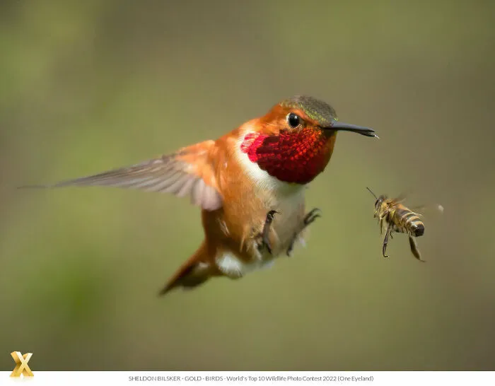 40 Unforgettable Wildlife Photos That Stood Out At The One Eyeland Photography Awards