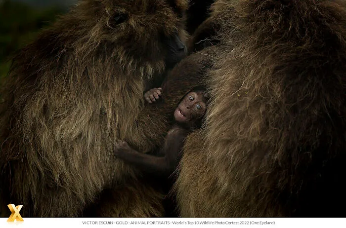 40 Unforgettable Wildlife Photos That Stood Out At The One Eyeland Photography Awards