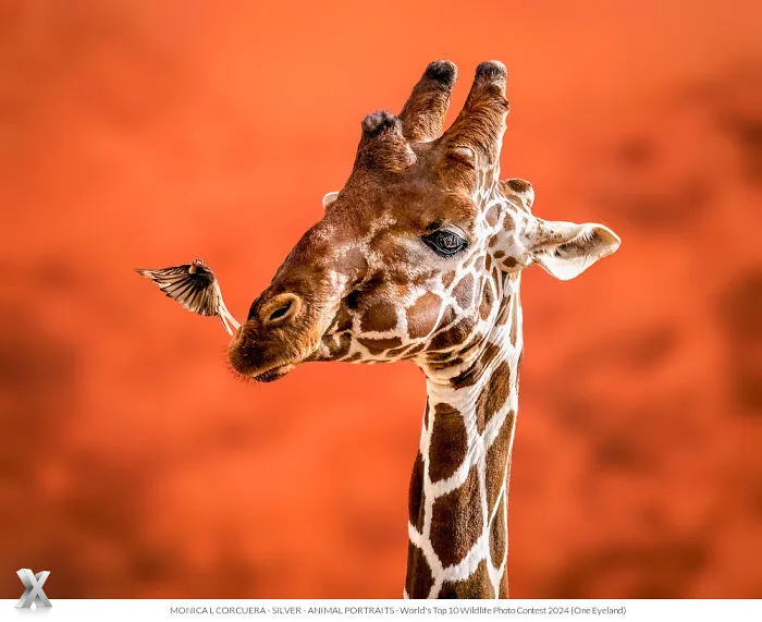 40 Unforgettable Wildlife Photos That Stood Out At The One Eyeland Photography Awards