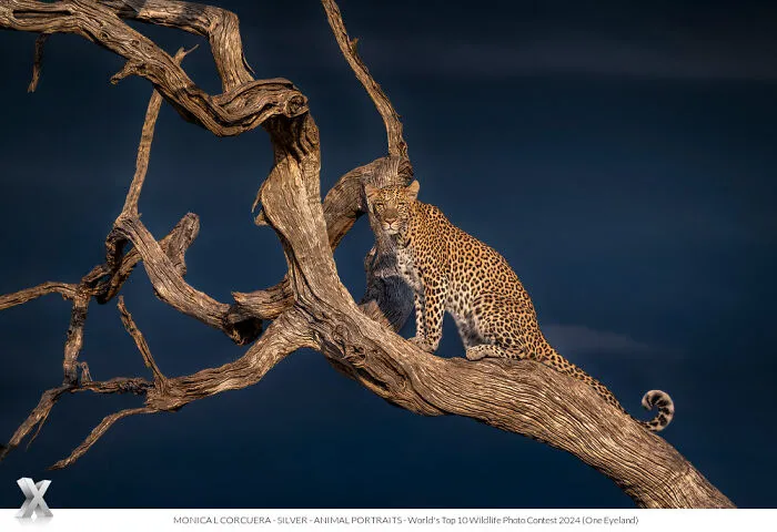 40 Unforgettable Wildlife Photos That Stood Out At The One Eyeland Photography Awards