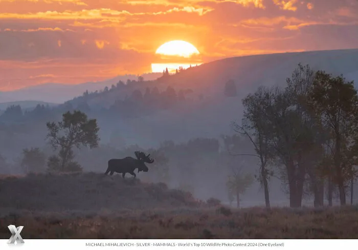 40 Unforgettable Wildlife Photos That Stood Out At The One Eyeland Photography Awards