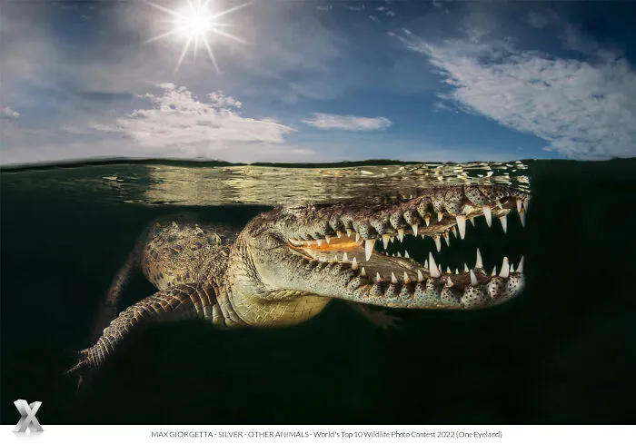 40 Unforgettable Wildlife Photos That Stood Out At The One Eyeland Photography Awards