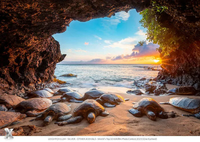 40 Unforgettable Wildlife Photos That Stood Out At The One Eyeland Photography Awards