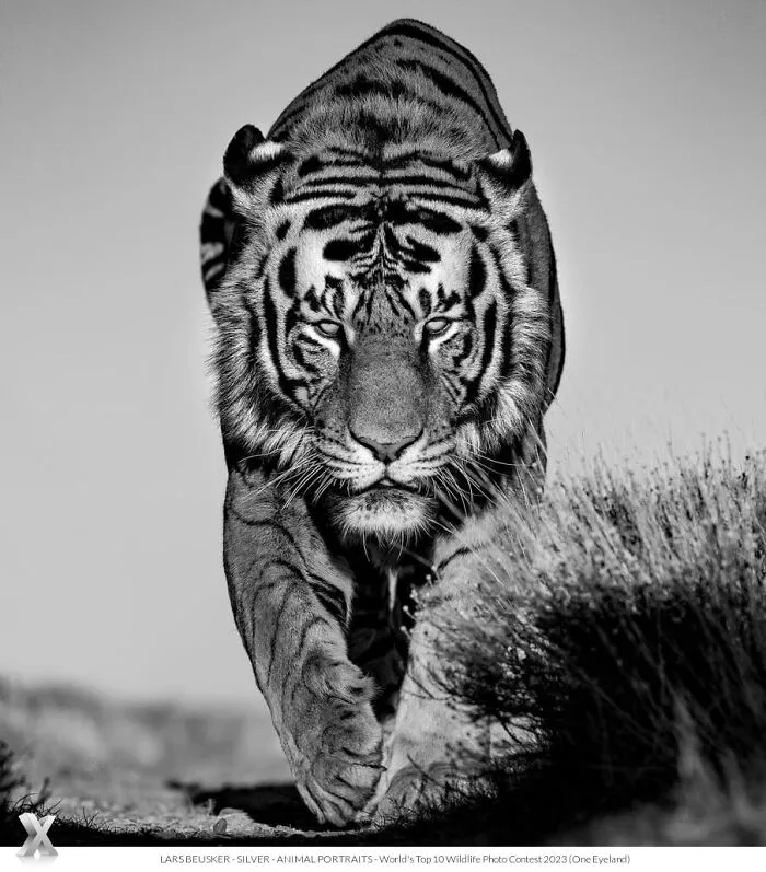 40 Unforgettable Wildlife Photos That Stood Out At The One Eyeland Photography Awards