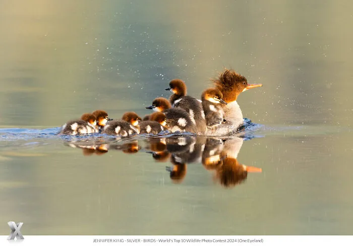 40 Unforgettable Wildlife Photos That Stood Out At The One Eyeland Photography Awards