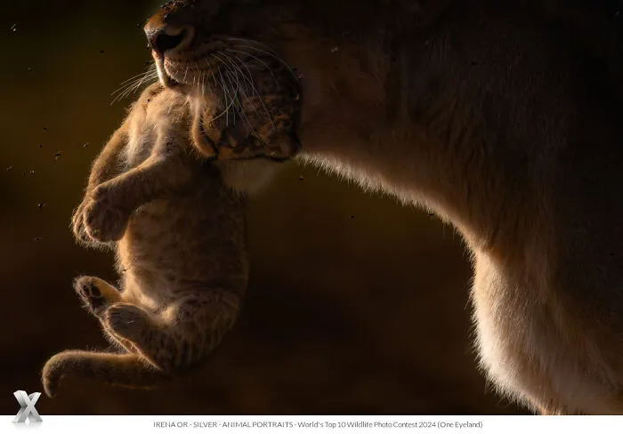 40 Unforgettable Wildlife Photos That Stood Out At The One Eyeland Photography Awards