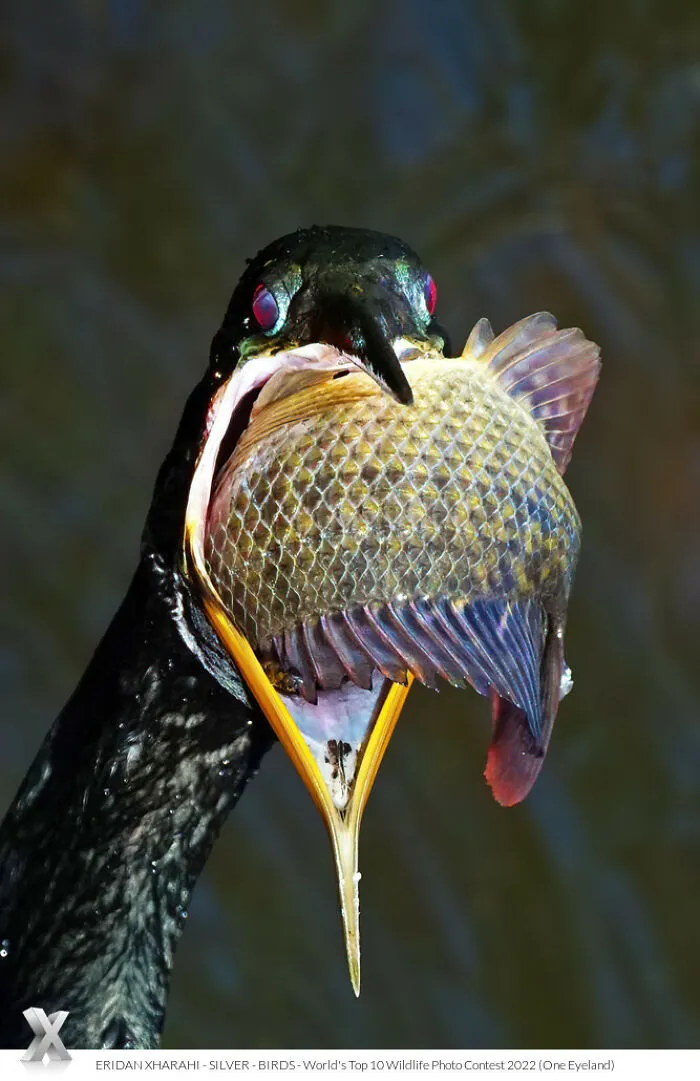 40 Unforgettable Wildlife Photos That Stood Out At The One Eyeland Photography Awards