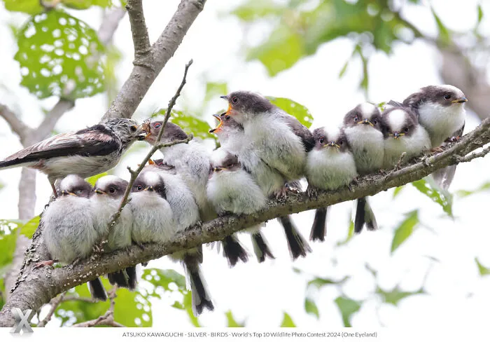 40 Unforgettable Wildlife Photos That Stood Out At The One Eyeland Photography Awards
