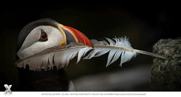 40 Unforgettable Wildlife Photos That Stood Out At The One Eyeland Photography Awards