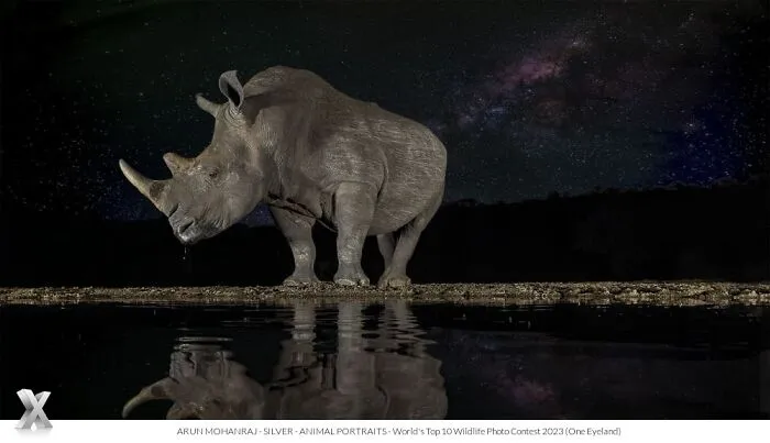 40 Unforgettable Wildlife Photos That Stood Out At The One Eyeland Photography Awards