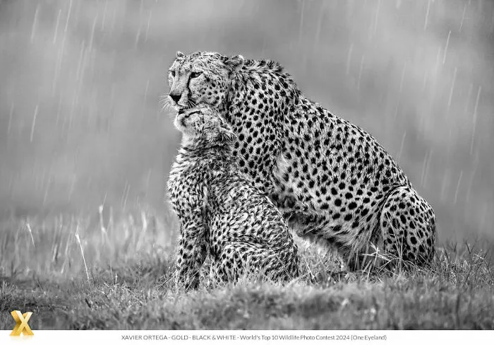 40 Unforgettable Wildlife Photos That Stood Out At The One Eyeland Photography Awards
