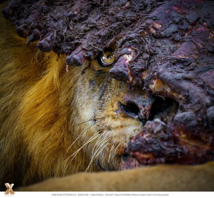 40 Unforgettable Wildlife Photos That Stood Out At The One Eyeland Photography Awards