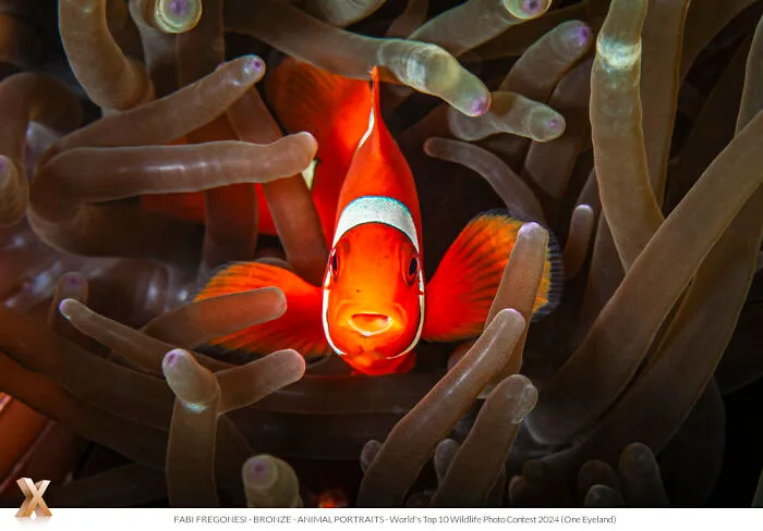 40 Unforgettable Wildlife Photos That Stood Out At The One Eyeland Photography Awards