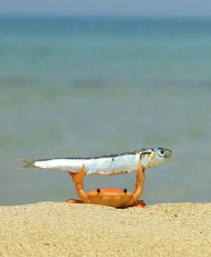50 Times Animals Acted So Weird They Ended Up On The “Not My Animal” Page (New Pics)