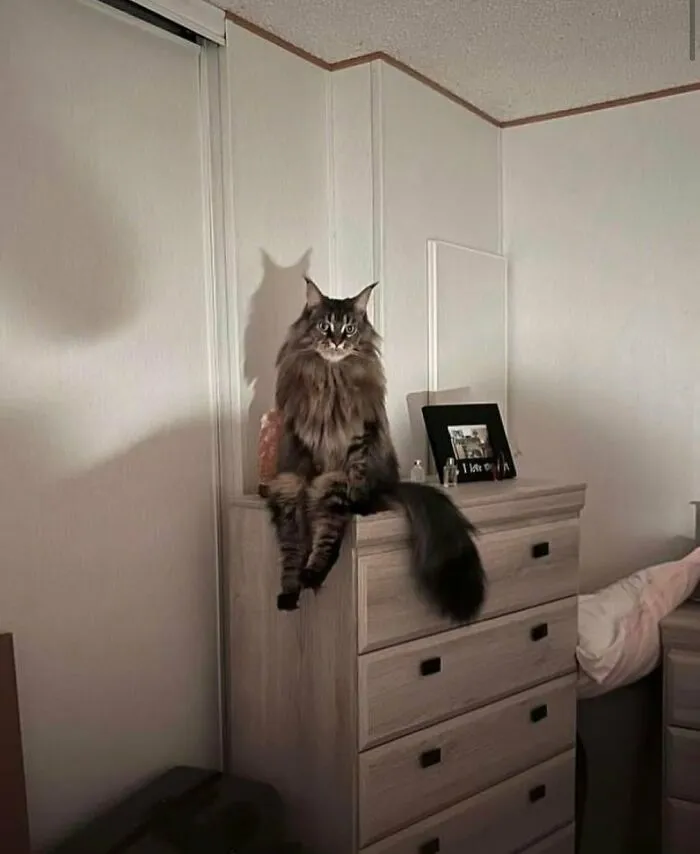 50 Times Animals Acted So Weird They Ended Up On The “Not My Animal” Page (New Pics)