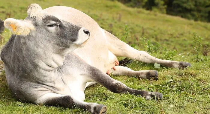 Cow Tipping