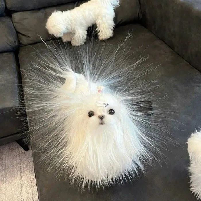 50 Times Animals Acted So Weird They Ended Up On The “Not My Animal” Page (New Pics)