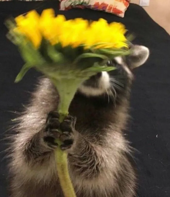 50 Times Animals Acted So Weird They Ended Up On The “Not My Animal” Page (New Pics)