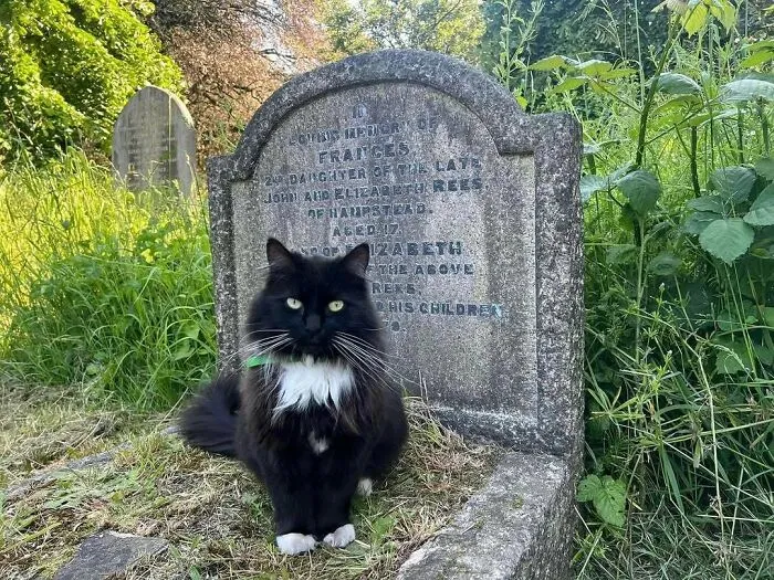 His Name Is Vlad He Is A Regular At Brompton Cemetery