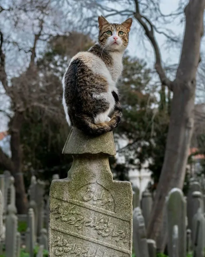 Beautiful Kitten