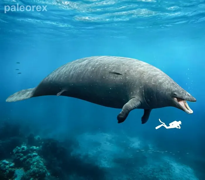 Chunky Whale | Perucetus Colossus