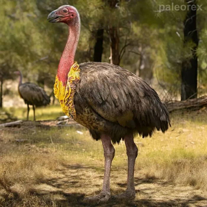 Australian Brushturkey | Magnaornis Australis