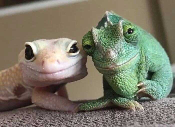 50 Times Animals Acted So Weird They Ended Up On The “Not My Animal” Page (New Pics)