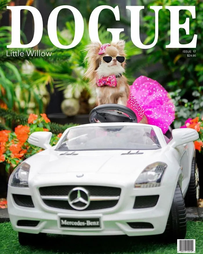 Dogue: 24 Cover Images Of Playful Fashion Dog Parody Of Vogue Magazine
