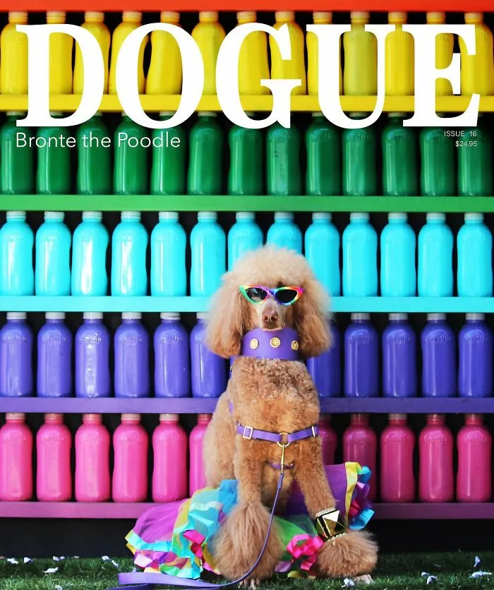 Dogue: 24 Cover Images Of Playful Fashion Dog Parody Of Vogue Magazine