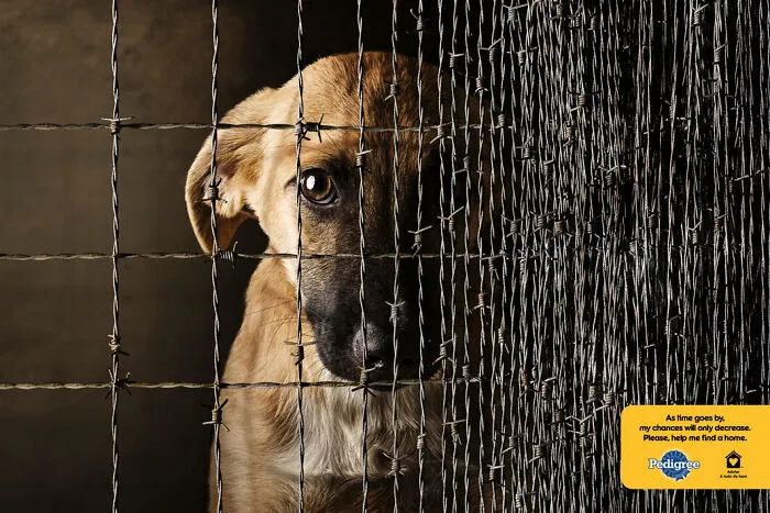 Paw-Sitive Impact: 29 Iconic Dog Ads That Stole Hearts Globally