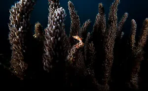 From Coral Reefs To Deep Sea Creatures: 30 Stunning Underwater Photographs By Daniel Sly