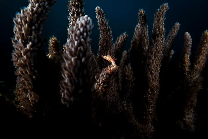 A Tiny Pygmy Pipehorse Clings To The Base Of A Cluster Of Soft Coral