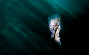 From Coral Reefs To Deep Sea Creatures: 30 Stunning Underwater Photographs By Daniel Sly