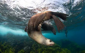 From Coral Reefs To Deep Sea Creatures: 30 Stunning Underwater Photographs By Daniel Sly