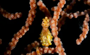 From Coral Reefs To Deep Sea Creatures: 30 Stunning Underwater Photographs By Daniel Sly