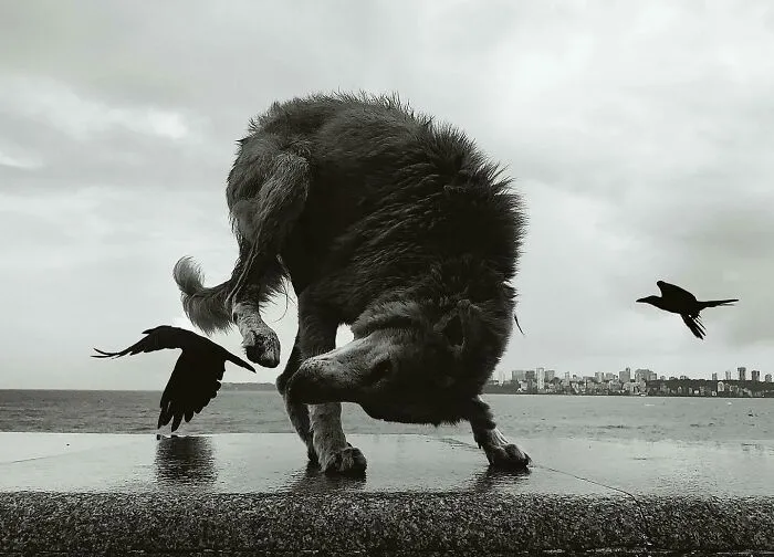 This Photographer Finds Just The Perfect Timing For Her B&W Photos, And Here's 30 Of Them