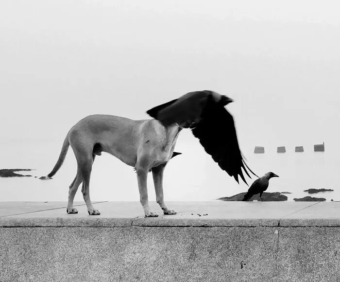 This Photographer Finds Just The Perfect Timing For Her B&W Photos, And Here's 30 Of Them