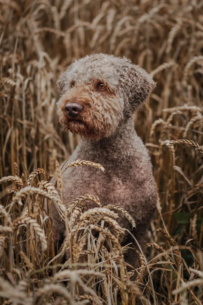 21 Heartwarming Photos Capturing The Special Bond Between Animals And Their Humans By Lea Styger