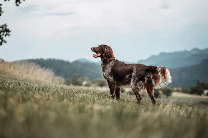 21 Heartwarming Photos Capturing The Special Bond Between Animals And Their Humans By Lea Styger