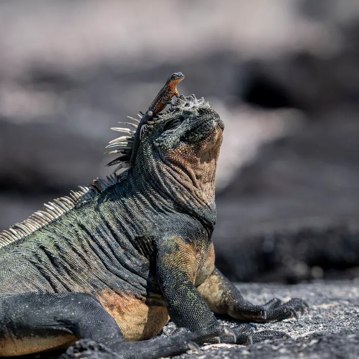 This Photographer Captures Nature’s Quiet Beauty Through His 39 Powerful Wildlife Photos