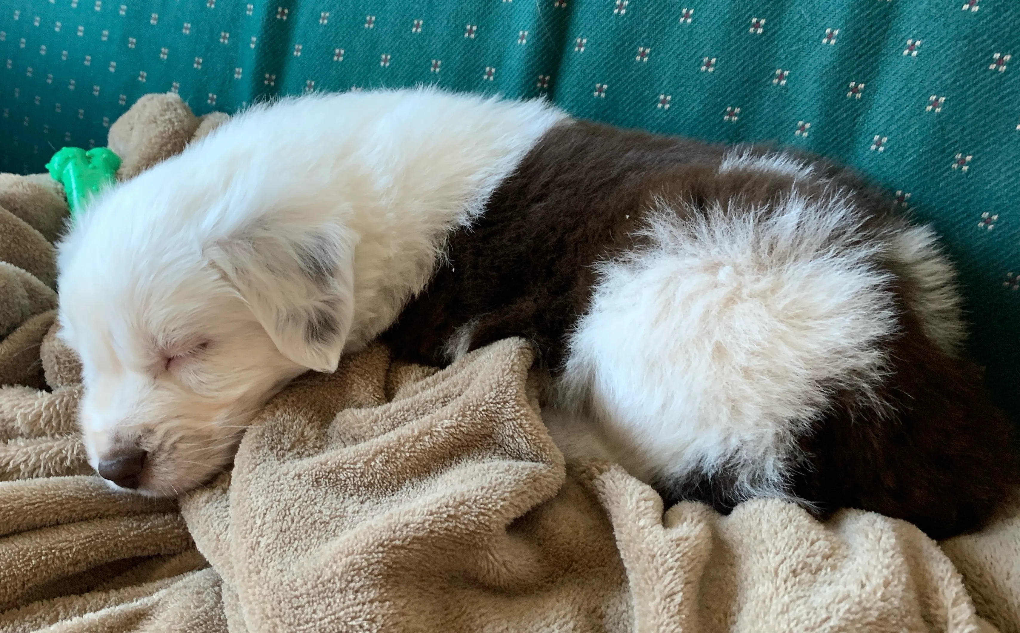 Puppy