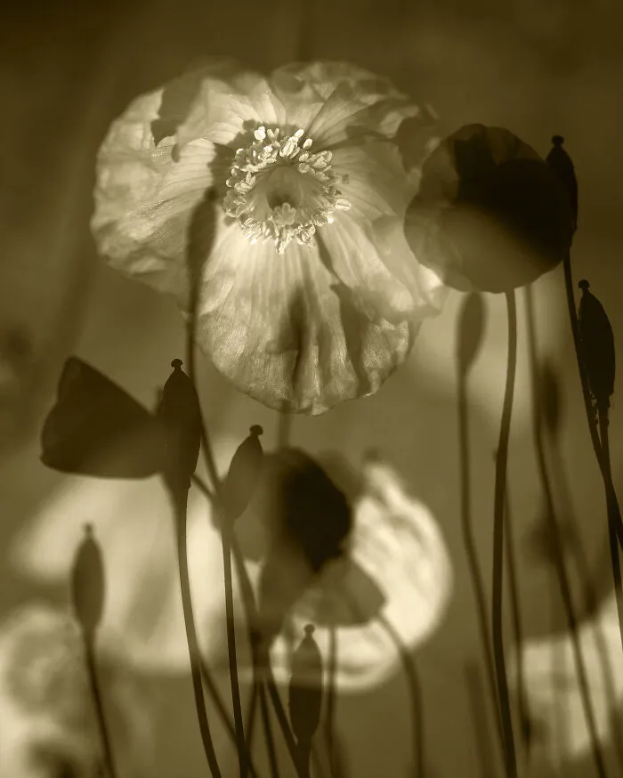 Time Fading Into Itself