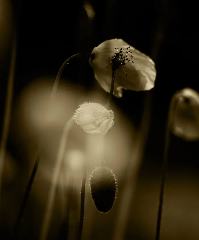 Unfolding Withering Returning
