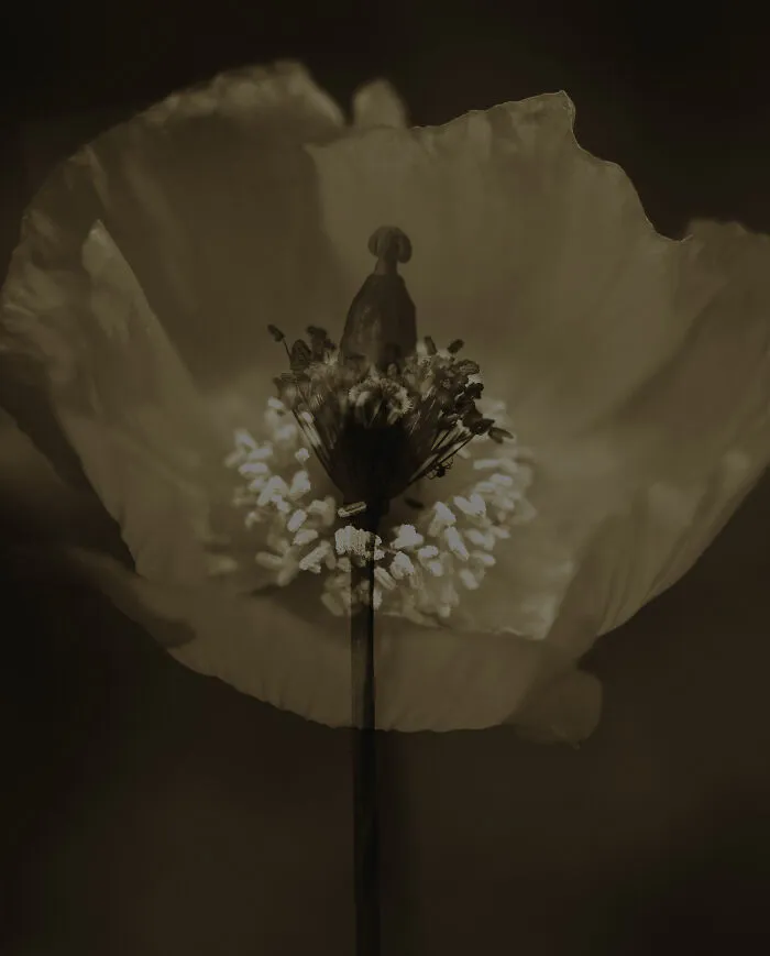 The Bloom That Was